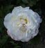 Aurore de Jacques-Marie ® rose photo