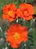 Ms. Amanda Coombes rose photo