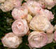 Mrs. William G. Koning rose photo