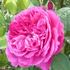 Brennus rose photo
