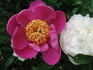 Akalu peony photo