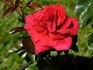 Hans im Glück rose photo