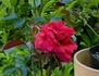 Hans im Glück rose photo