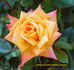 Amber Sunset rose photo