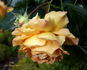 Eureka ™ rose photo