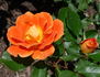 Gypsy Dancer rose photo