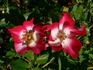 Cherry Meillandecor ® rose photo
