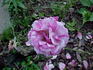 Bright Ideas rose photo