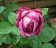 Blue Lagoon rose photo