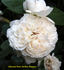 Glücksstern rose photo