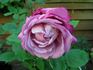 Blue Lagoon rose photo