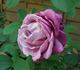 Blue Lagoon rose photo