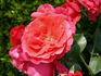 Hanagasa rose photo