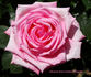 Irene's Delight rose photo