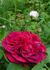 Alexandre Dupont rose photo