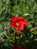 Persian Flame rose photo