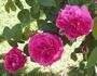 Brennus rose photo