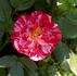Rockin' Robin™ rose photo