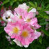 Bonnie Belle rose photo