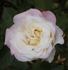 Aurore de Jacques-Marie ® rose photo