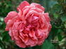 Dean Collins rose photo