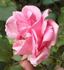 Sénateur Amic rose photo