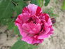 Č.S.R. rose photo