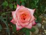 Candia rose photo