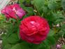 Invincible rose photo