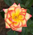 Lights of Broadway rose photo