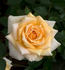 Cornsilk ™ rose photo