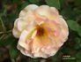 Amberlight rose photo