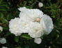 Lady Blanche rose photo