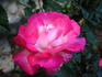 Suni ® rose photo