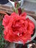 Hawaiian Fragrance rose photo