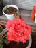Hawaiian Fragrance rose photo