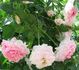 Petal Pushers ™ rose photo