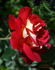 Luscious rose photo