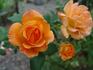 Bob Greaves rose photo