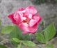 Red Smith's Parish rose photo