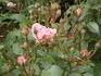 Blühwunder ® rose photo