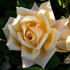 Dr. Brownell rose photo