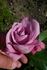 Ametista ® rose photo