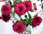 Boomerang rose photo