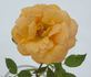 Peach Delight ™ rose photo