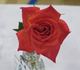 Ruby Baby rose photo
