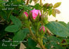 Notre-Dame des Voyageurs rose photo