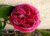 Notre-Dame des Voyageurs rose photo