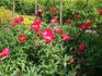 America peony photo