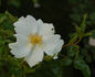 Anita Pereire ® rose photo